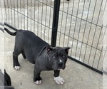 Small Photo #4 American Bully Puppy For Sale in RED BAY, AL, USA