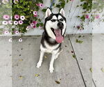 Small #1 Siberian Husky