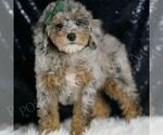 Small #5 Poodle (Miniature)