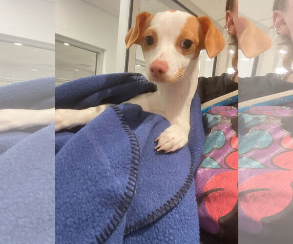 Medium Photo #3 Italian Greyhuahua Puppy For Sale in San Francisco, CA, USA