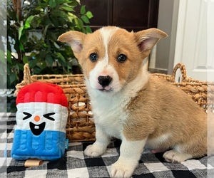 Pembroke Welsh Corgi Dog for Adoption in INDIANAPOLIS, Indiana USA