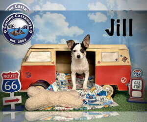 Jill - Female Taco Terrier Dog for Adoption - Photo #4