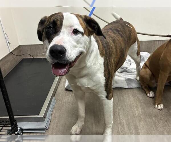 Medium Photo #1 Mutt Puppy For Sale in Pasadena, CA, USA