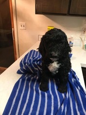 Poodle (Standard) Puppy for sale in GREELEY, CO, USA