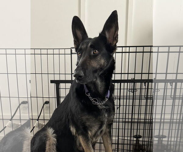 Medium Photo #2 German Shepherd Dog Puppy For Sale in Cliffwood, NJ, USA