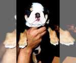 Small Photo #8 English Bulldog Puppy For Sale in ARGYLE, TX, USA