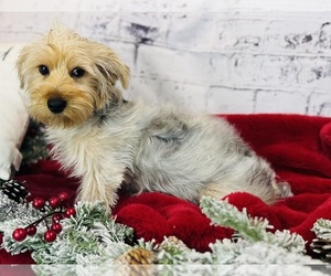 Yorkshire Terrier Puppy for sale in CINCINNATI, OH, USA