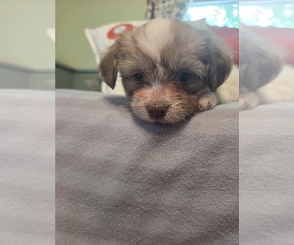 Medium Photo #10 Maltipom-Pomeranian Mix Puppy For Sale in HUDSON, MA, USA