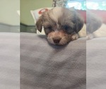 Small #9 Maltipom-Pomeranian Mix