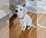 Small #1 Labrador Retriever Mix