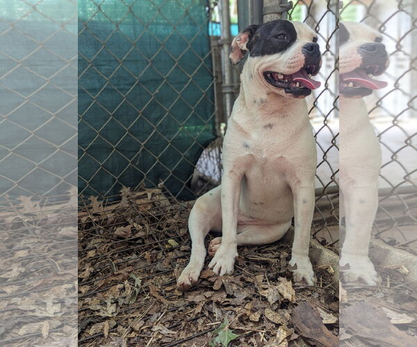 Medium Photo #2 Boxer-Unknown Mix Puppy For Sale in McCormick, SC, USA