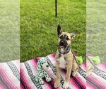 Small #13 Australian Kelpie Mix