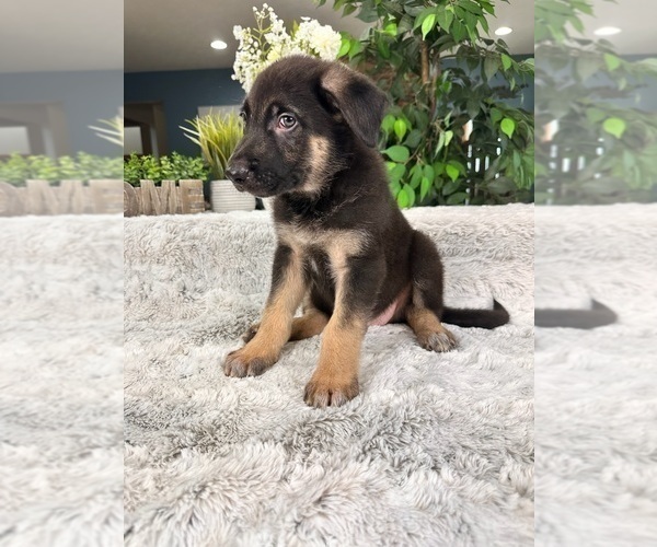 Medium Photo #4 German Shepherd Dog Puppy For Sale in GREENFIELD, IN, USA