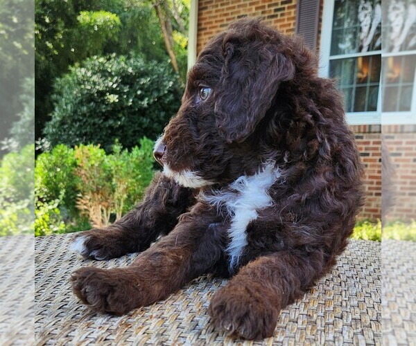 Medium Photo #9 F2 Aussiedoodle Puppy For Sale in COLUMBIA, TN, USA