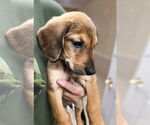 Small #1 Golden Retriever Mix