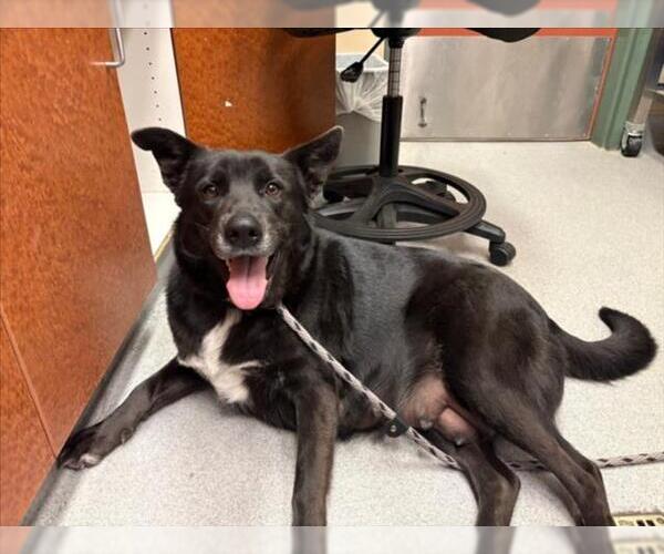 Medium Photo #2 German Shepherd Dog-Unknown Mix Puppy For Sale in Rancho Cucamonga, CA, USA