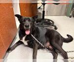 Small #1 German Shepherd Dog Mix