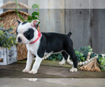 Small Photo #24 Boston Terrier Puppy For Sale in MILLERSBURG, OH, USA