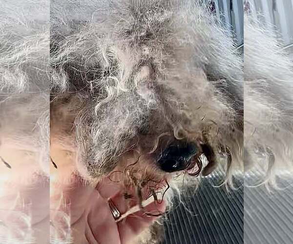 Medium Photo #2 Poodle (Miniature) Puppy For Sale in Berlin, MD, USA