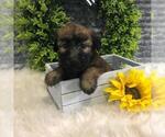 Small Photo #3 Soft Coated Wheaten Terrier Puppy For Sale in RICHMOND, IL, USA