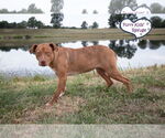 Small #5 American Pit Bull Terrier