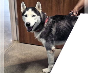 Siberian Husky Dogs for adoption in Houston, TX, USA