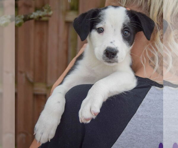 Medium Photo #5 Australian Shepherd-Unknown Mix Puppy For Sale in Huntley, IL, USA