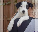 Small #4 Australian Shepherd Mix