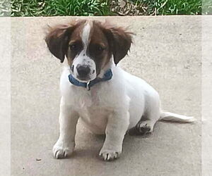 Bea-Tzu Dogs for adoption in Wakefield, RI, USA