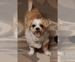 Shih Tzu Dogs for adoption in St. Louis Park, MN, USA