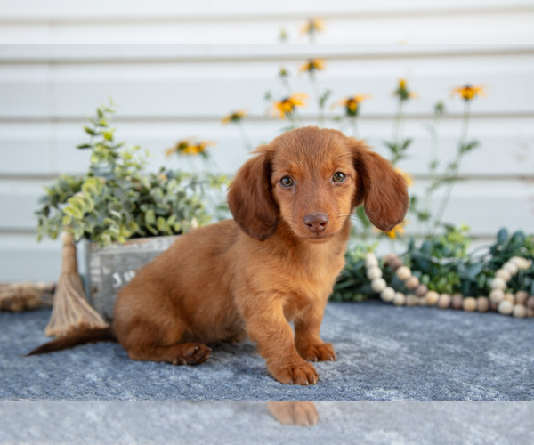 Medium Photo #3 Dachshund Puppy For Sale in ELIZABETHTOWN, PA, USA