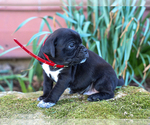Small #3 Jug-Treeing Walker Coonhound Mix