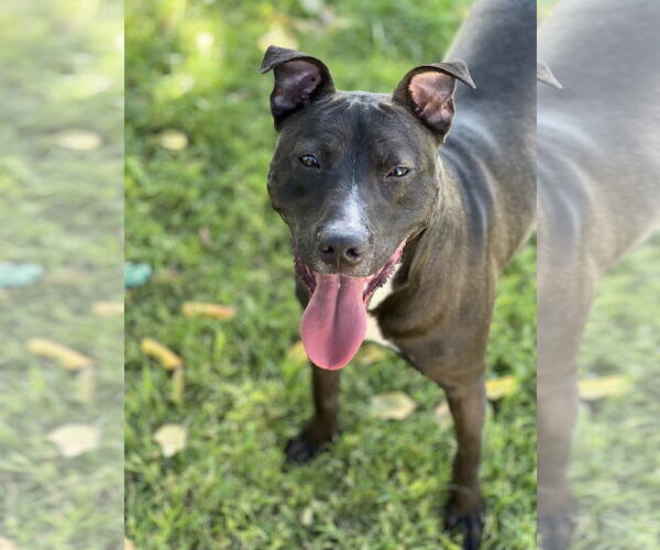Medium Photo #1 American Pit Bull Terrier-American Staffordshire Terrier Mix Puppy For Sale in Phoenix, AZ, USA
