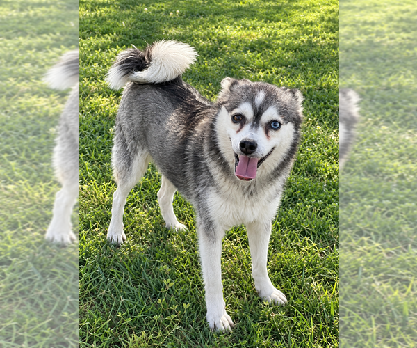 Medium Photo #1 Alaskan Klee Kai Puppy For Sale in HILLSBORO, OH, USA