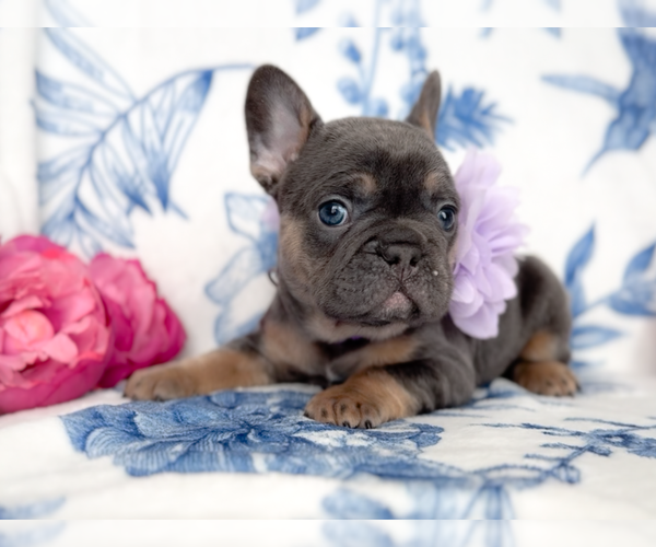 Medium Photo #4 French Bulldog Puppy For Sale in NEWARK, TX, USA