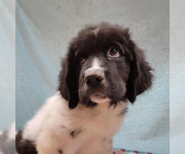Medium Photo #1 Newfoundland Puppy For Sale in BERESFORD, SD, USA