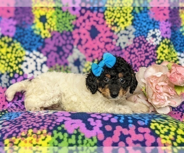 Medium Photo #5 Poodle (Toy) Puppy For Sale in KINZERS, PA, USA