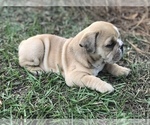 Small Photo #5 Olde English Bulldogge Puppy For Sale in WALTERBORO, SC, USA