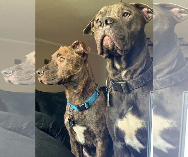 Medium Photo #2 Chocolate Labrador retriever-Unknown Mix Puppy For Sale in COLUMBIA, MD, USA