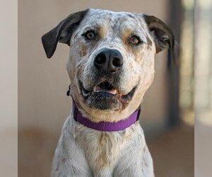 American Pit Bull Terrier-Red Heeler Mix Dogs for adoption in Kanab, UT, USA