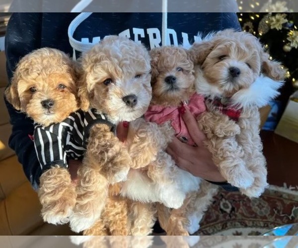 Full screen Photo #5 Cavapoo Puppy For Sale in CITRUS HTS, CA, USA
