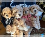 Small Photo #5 Cavapoo Puppy For Sale in CITRUS HTS, CA, USA