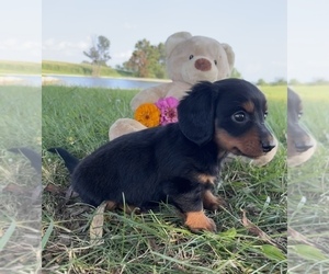 Dachshund Puppy for sale in LOOGOOTEE, IN, USA