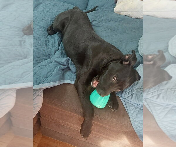 Medium Photo #17 Labrottie Puppy For Sale in Lakewood, CO, USA