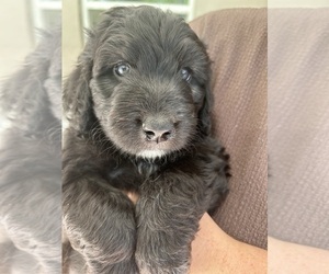 Medium Aussiedoodle