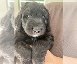 Puppy Anakin Aussiedoodle