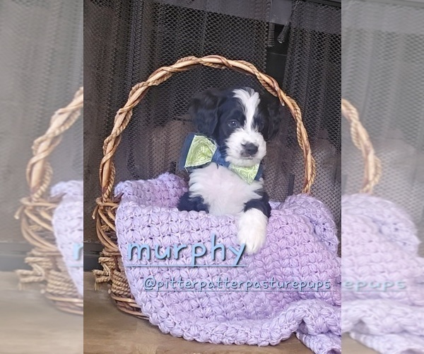 Medium Photo #1 Bernedoodle Puppy For Sale in TEMPLE, GA, USA
