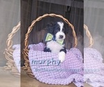 Image preview for Ad Listing. Nickname: Murphy