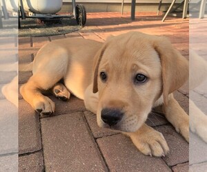 Labrador Retriever Puppy for sale in CLERMONT, IN, USA