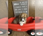 Small Photo #33 Welsh Cardigan Corgi Puppy For Sale in SUN PRAIRIE, WI, USA